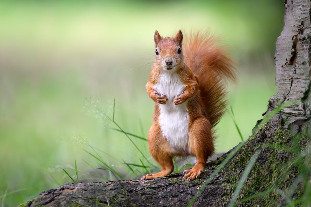 squirrel