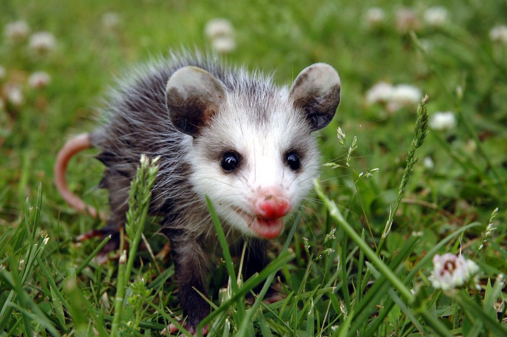 baby possum