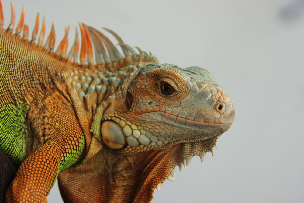 iguana